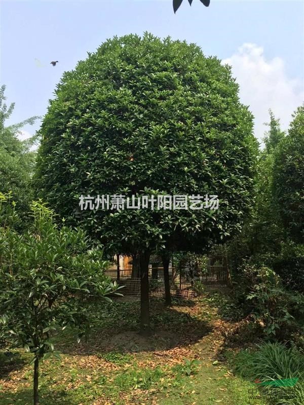 供應高桿精品金桂 開桿H150-180 