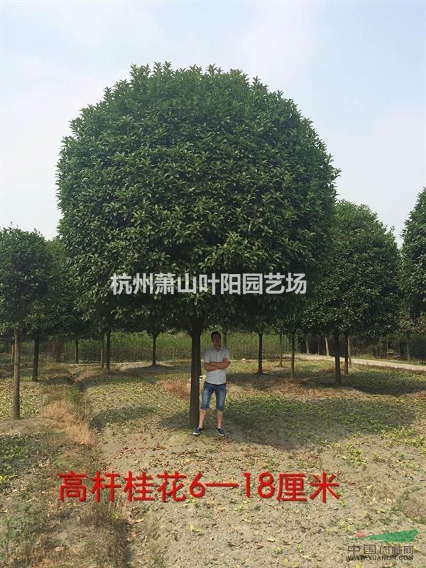 供應高桿精品金桂 開桿H150-180 