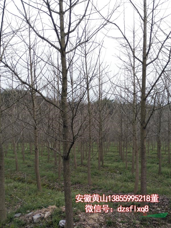 银杏 白果树（胸8-18cm）安徽黄山