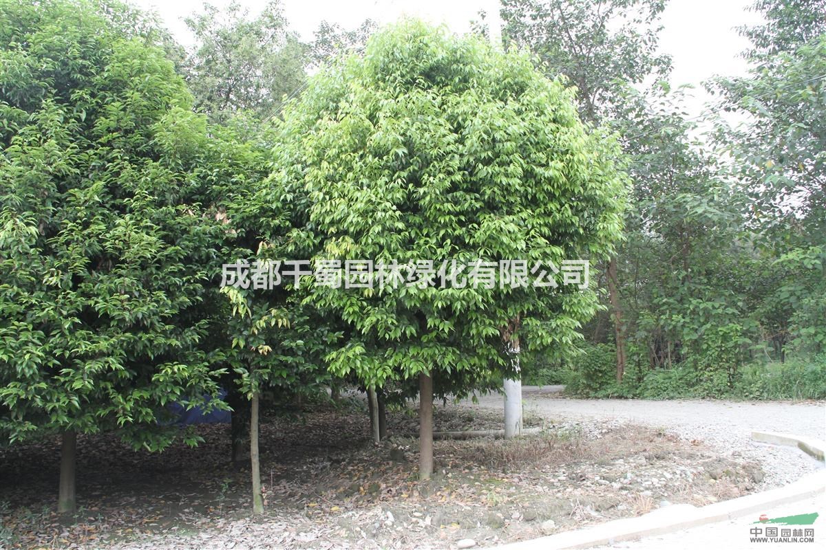 全冠/截干 天竺桂 天竺桂價(jià)格 苗圃貨
