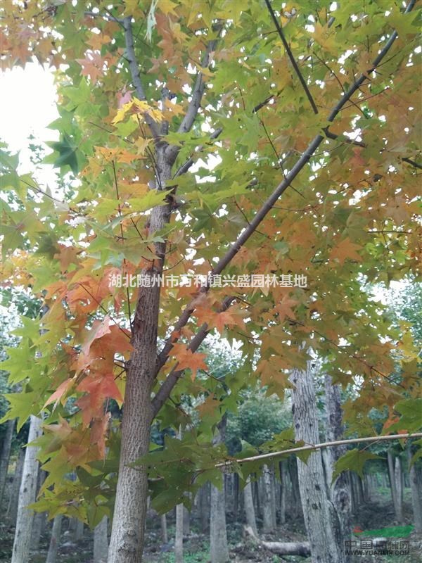 大量供應(yīng)各種規(guī)格的五角楓、黃櫨