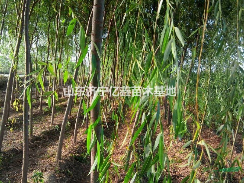 供應(yīng)4公分5公分垂柳價(jià)格垂柳多少錢