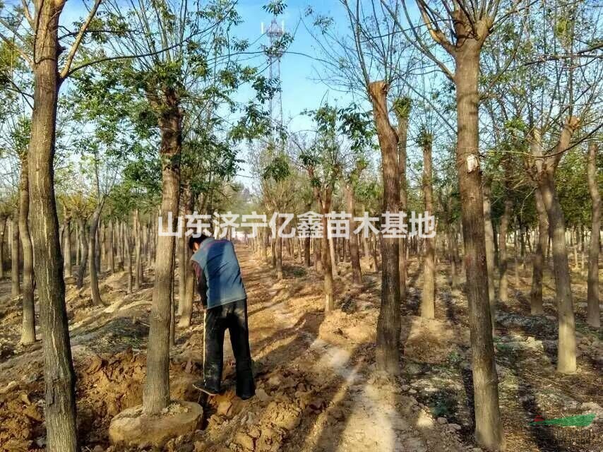 供應(yīng)18公分垂柳價(jià)格18公分垂柳多少錢(qián)