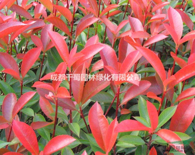 2016年紅葉石楠最新價格 紅葉石楠批發(fā) 小苗