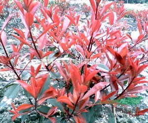 2016年紅葉石楠最新價格 紅葉石楠批發(fā) 小苗