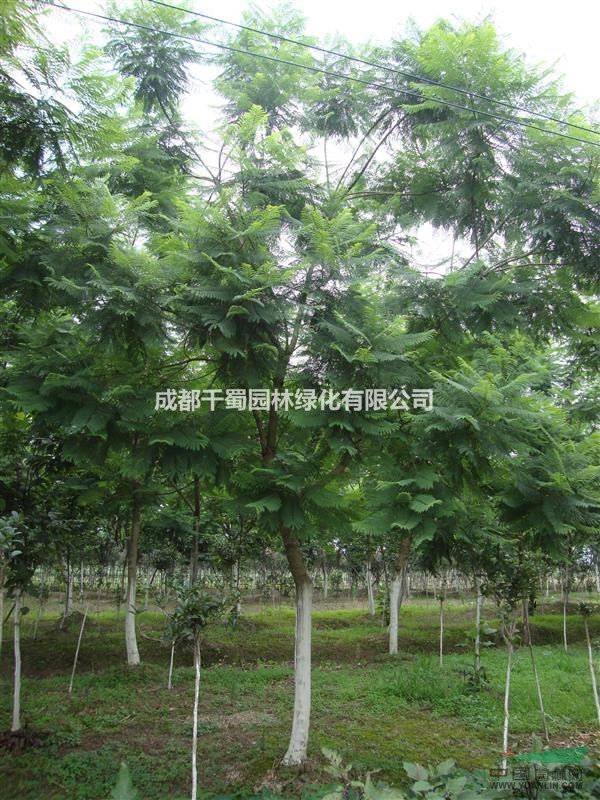 藍花楹苗圃 2016最新價格 低價行道樹