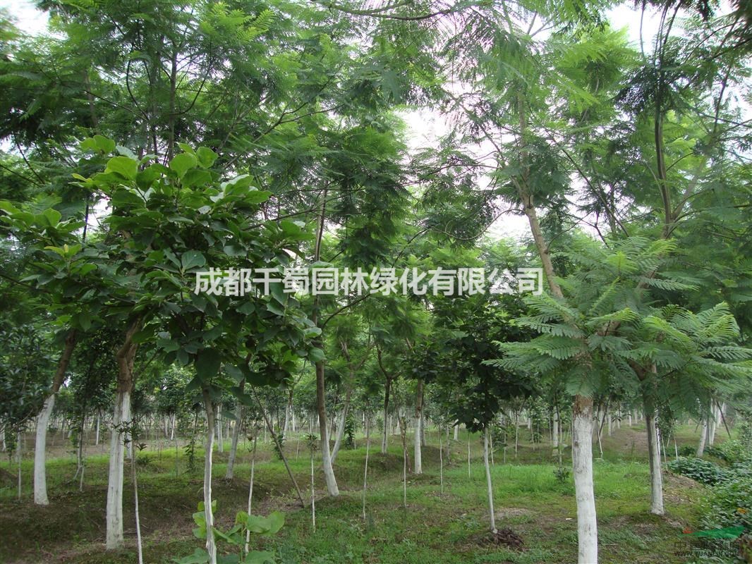 藍花楹苗圃 2016最新價格 低價行道樹