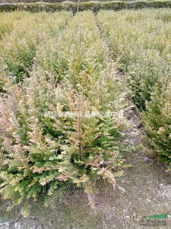 紅豆杉小苗30-50高度南方紅豆杉