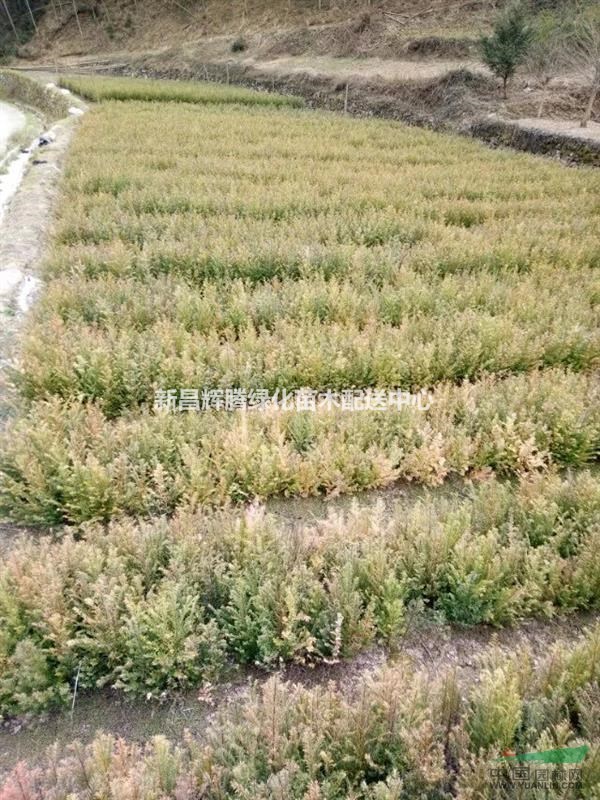 紅豆杉小苗30-50高度南方紅豆杉