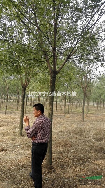10公分皂角樹價格