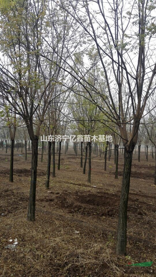 10公分皂角樹價格