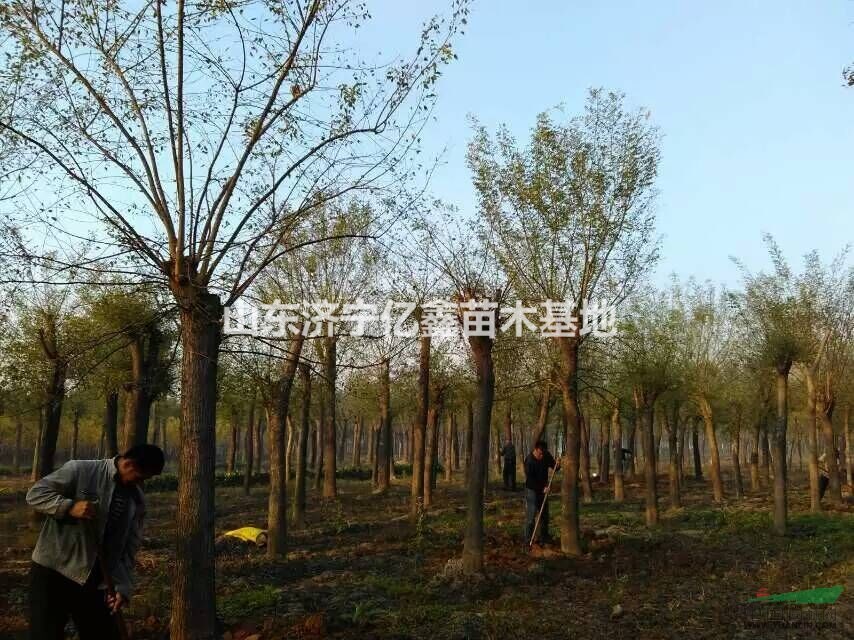20公分國槐價格20公分國槐多少錢啊