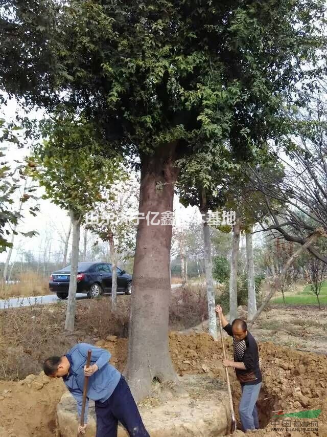 20公分國槐價格20公分國槐多少錢啊