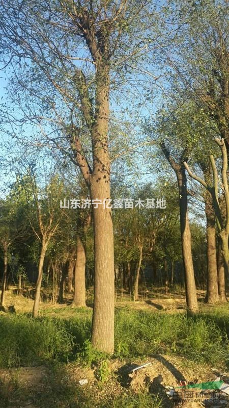 喬木14公分國槐2-3年冒國槐價格_