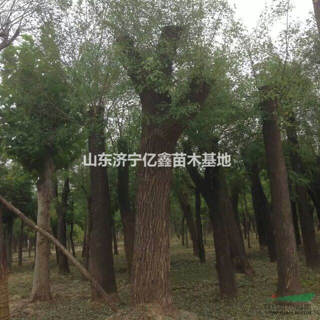 喬木14公分國槐2-3年冒國槐價格_
