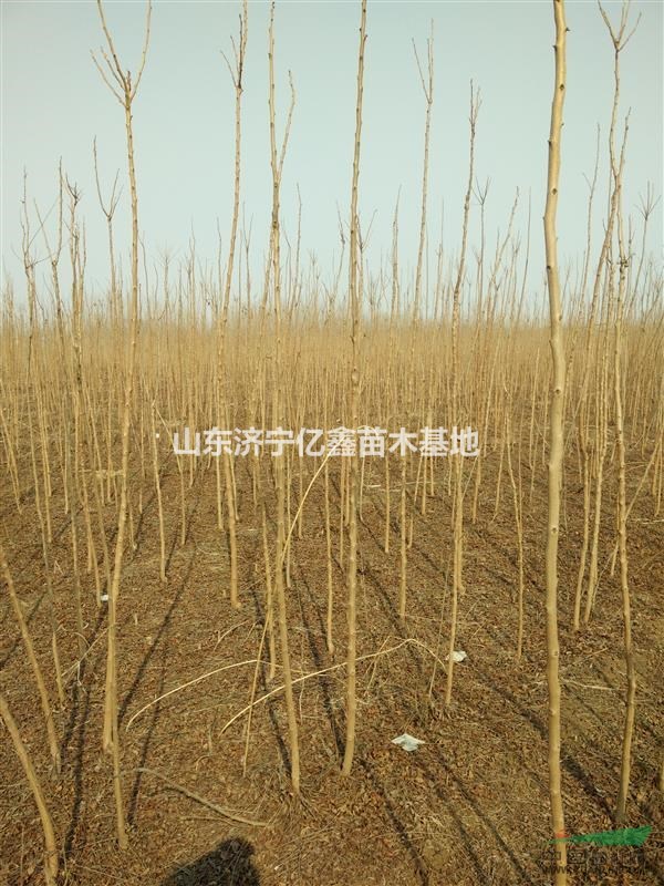 4公分5公分6公分老式國槐價格