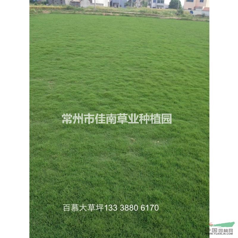 百慕大混播黑麥草