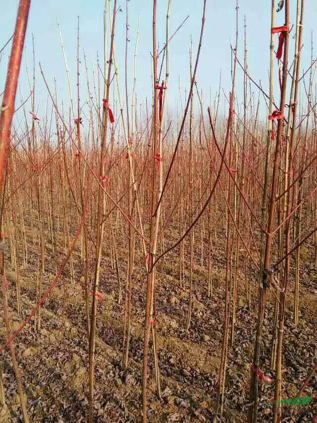 美国红枫价格/美国红枫小苗专供/美国红枫图片