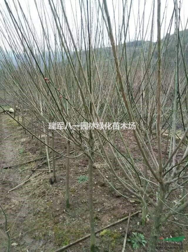 红绿梅报价/红绿梅供应/红绿梅最新价格