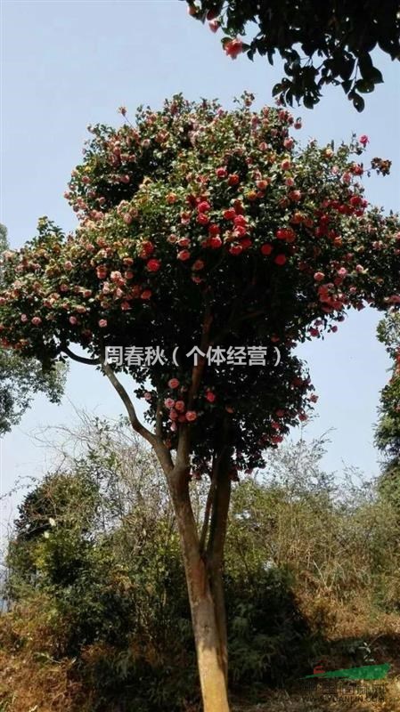 大型嫁接成活古茶花
