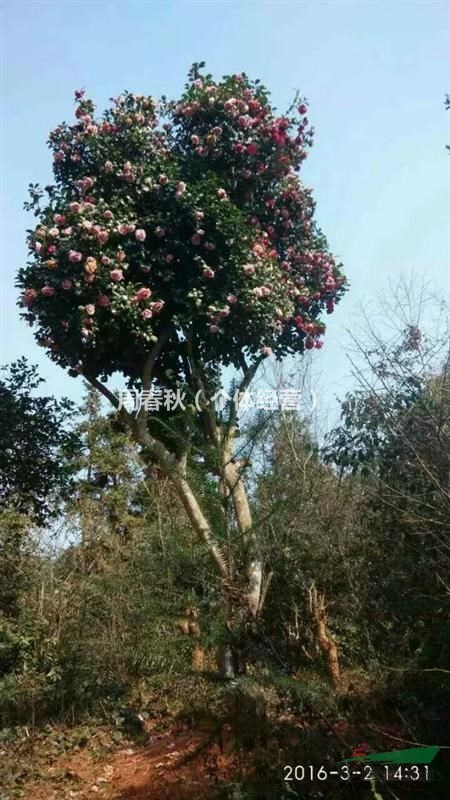 大型嫁接成活古茶花