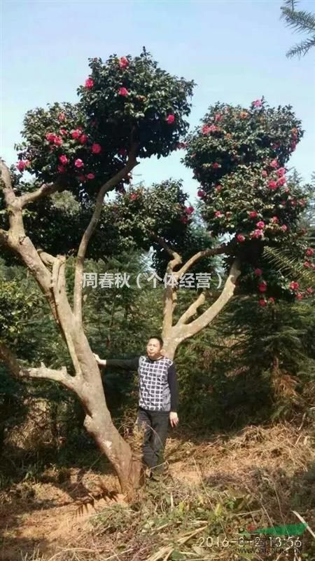 造型茶花