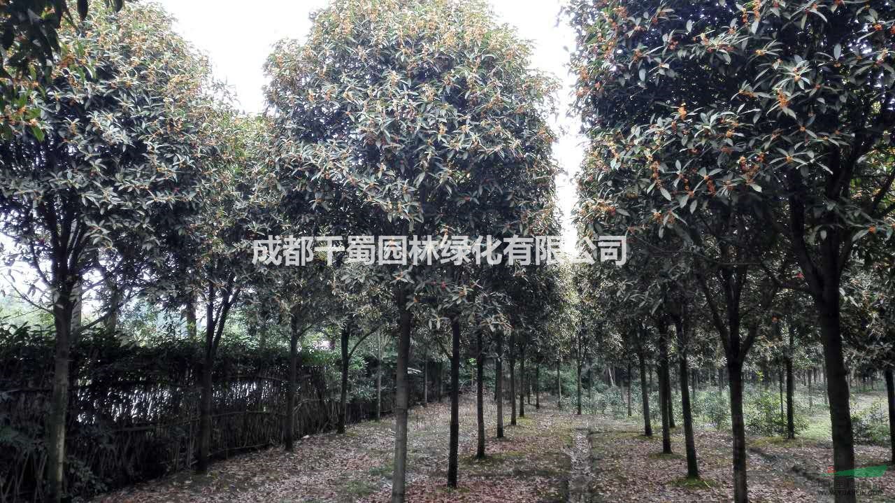   供應(yīng)丹桂5-8公分，精品丹桂，高分支丹桂，苗圃
