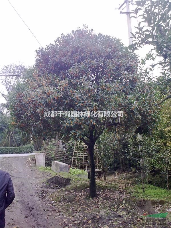   供應(yīng)丹桂5-8公分，精品丹桂，高分支丹桂，苗圃