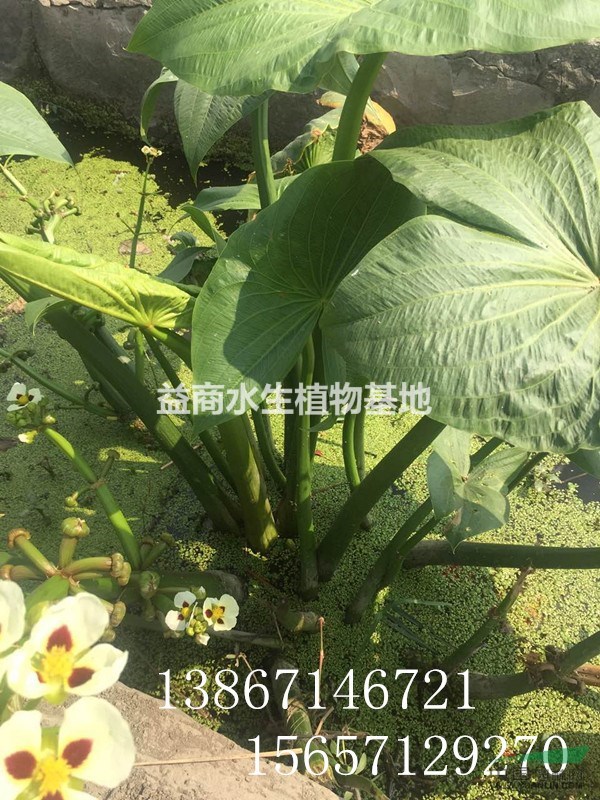 歐洲大慈姑