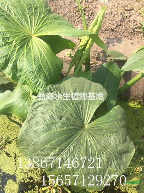歐洲大慈姑