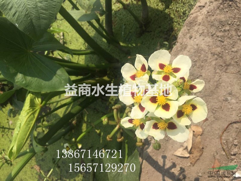 歐洲大慈姑