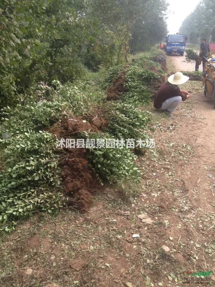 红叶小檗江苏地区，红叶小檗工程苗价格，红叶小檗基地，