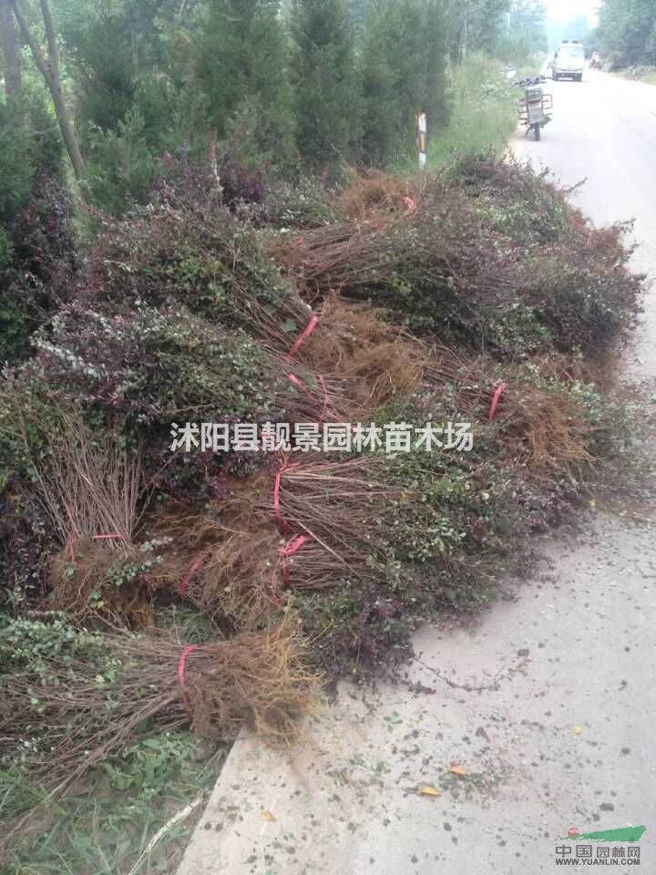 红叶小檗江苏地区，红叶小檗工程苗价格，红叶小檗基地，
