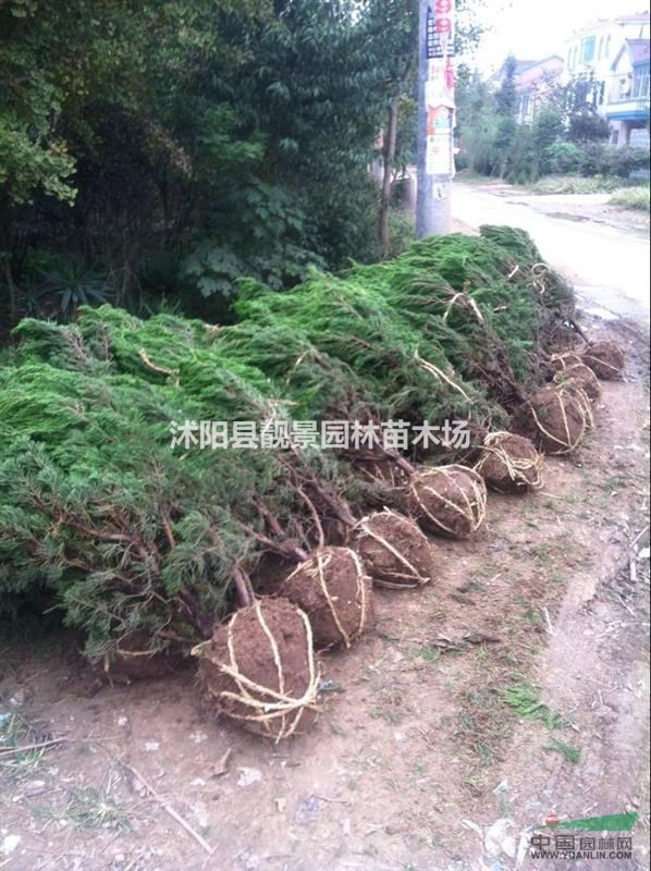 龙柏球江苏地区，龙柏球50-120公分，龙柏球基地价格