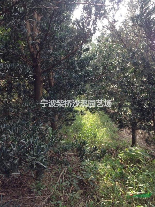 浙江地區(qū)供應(yīng)5-20公分羅漢松