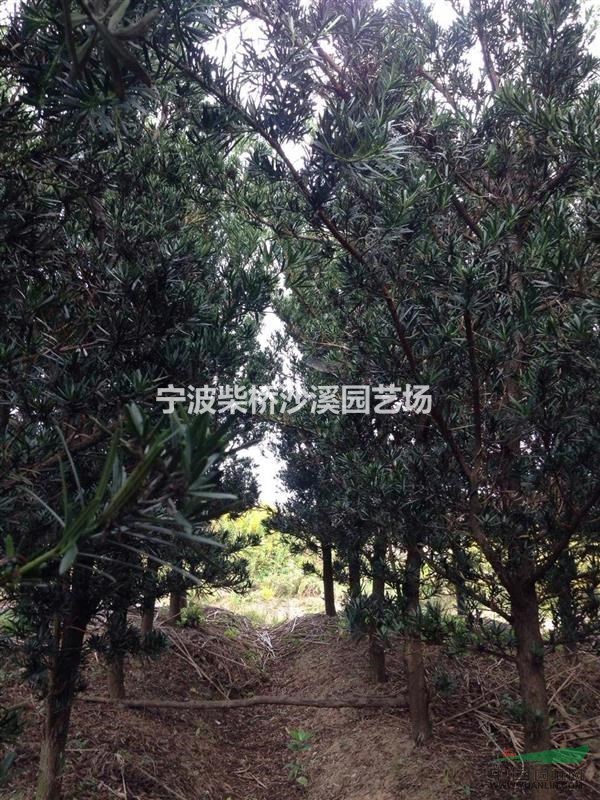 浙江地區(qū)供應(yīng)5-20公分羅漢松