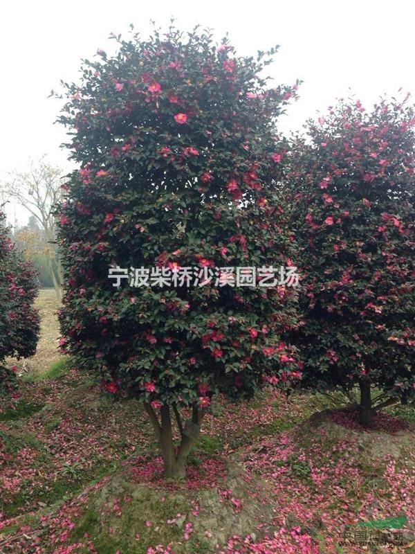大量供應(yīng)各規(guī)格寧波地區(qū)茶花樹 茶梅樹 茶梅球  