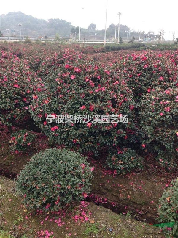 大量供應(yīng)各規(guī)格寧波地區(qū)茶花樹 茶梅樹 茶梅球  
