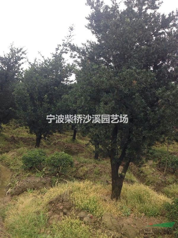 大量供應5-15公分的羅漢松