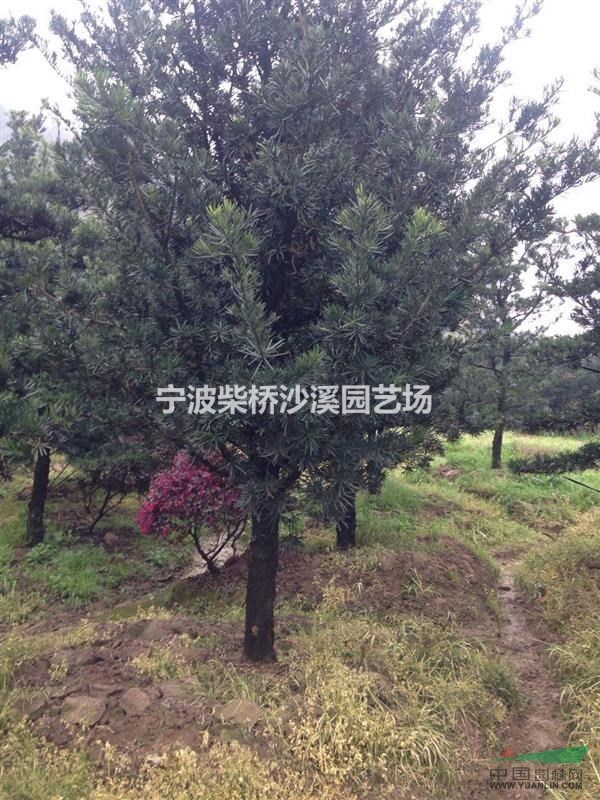大量供應5-15公分的羅漢松