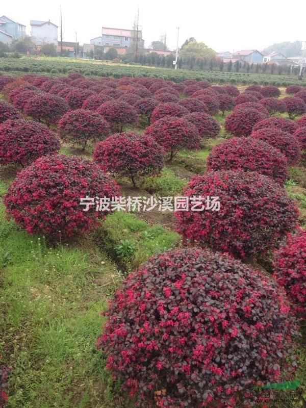 本場長期供應紅花繼木 紅花繼木球 紅花繼木柱