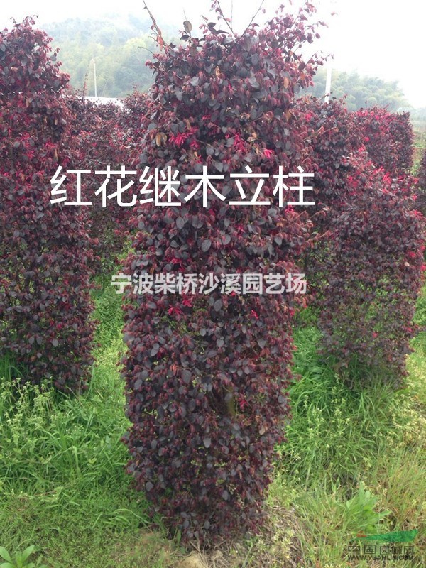 本場長期供應紅花繼木 紅花繼木球 紅花繼木柱