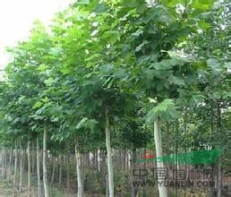 山西大量供應(yīng)7公分毛白楊樹苗
