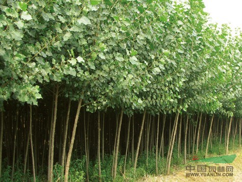 山西省仙臺(tái)農(nóng)業(yè)合作園區(qū)大量出售毛白楊。