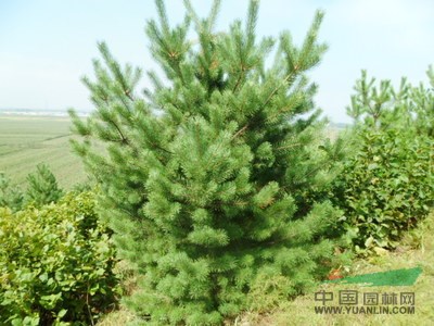 山西省介休市仙臺農(nóng)業(yè)合作園區(qū)大量出售樟子松樹苗。