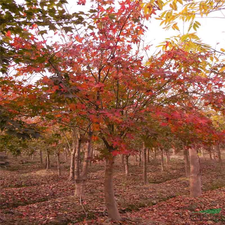 山西省介休市仙臺農(nóng)業(yè)合作園區(qū)大量出售五角楓樹苗120萬株。