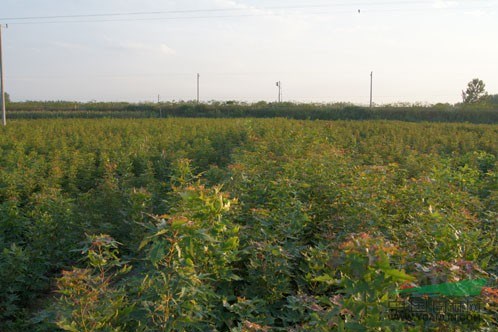 山西省介休市仙臺農(nóng)業(yè)合作園區(qū)大量出售五角楓樹苗120萬株。