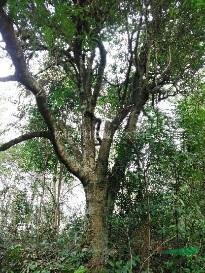 湖南懷化供應(yīng)高桿（2米以上）米徑25一50以上的野生楊梅樹