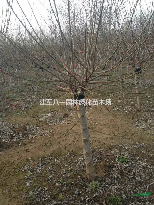 红绿梅报价/红绿梅供应/红绿梅最新价格