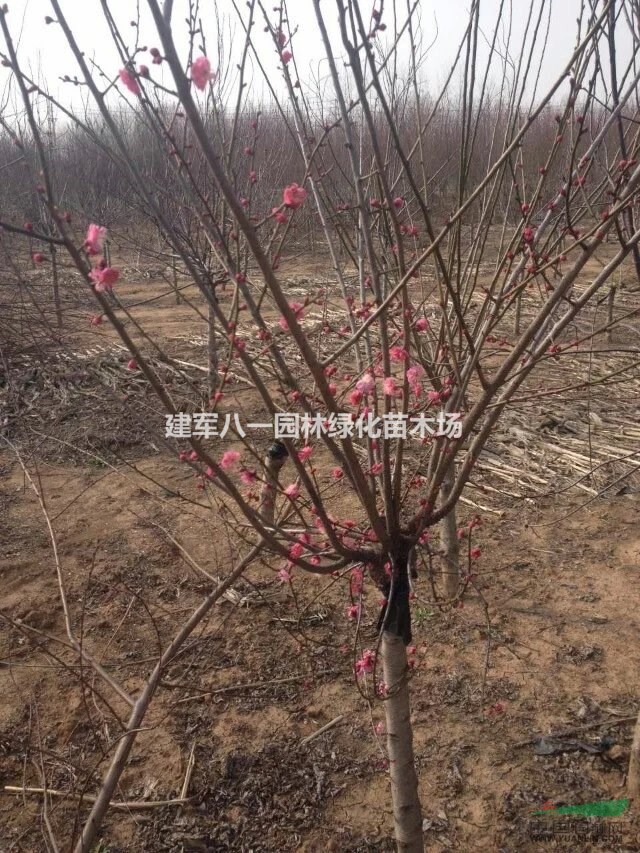 红绿梅报价/红绿梅供应/红绿梅最新价格